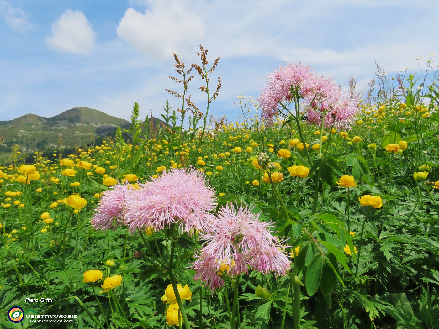 70 Tripudio di fiori multicolori.JPG